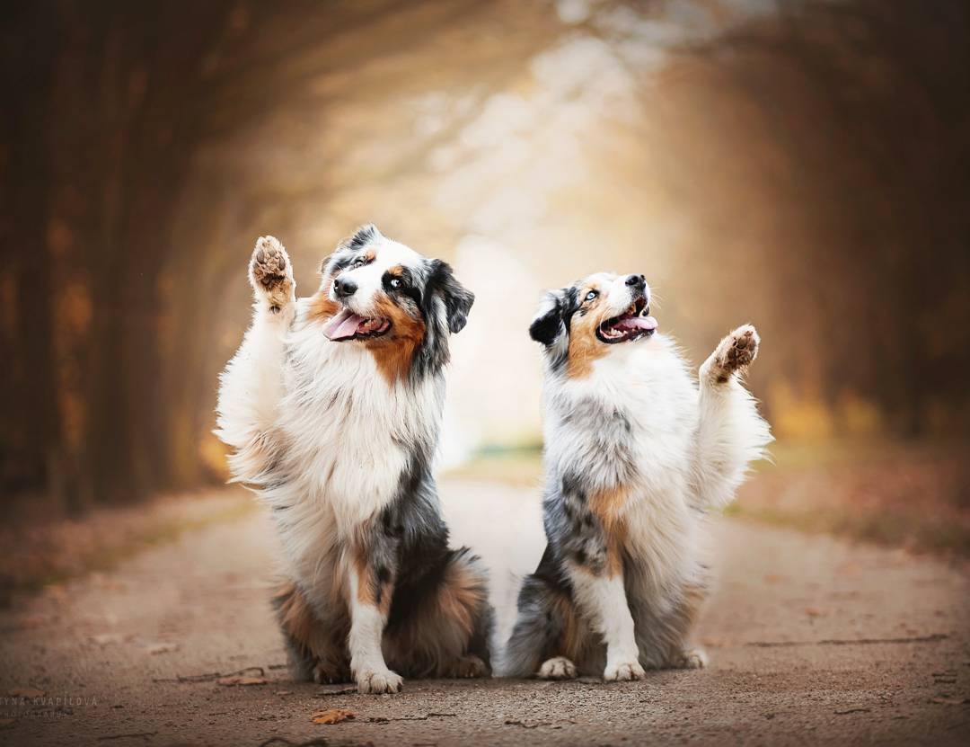 满满的爱,摄影师拍摄自己的狗狗