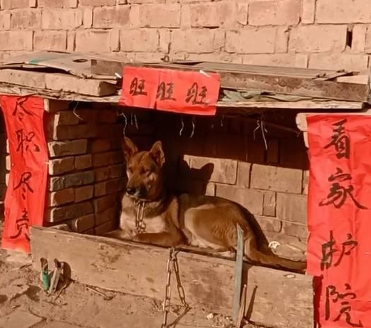给狗窝贴春联是什么感觉,网友晒照毫无违和感只是有点想笑
