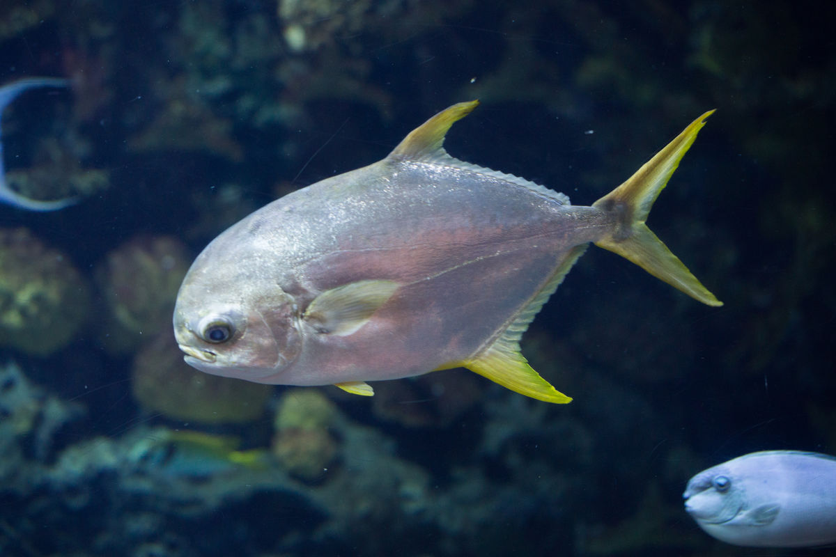 鲳鱼- 优质问答专区