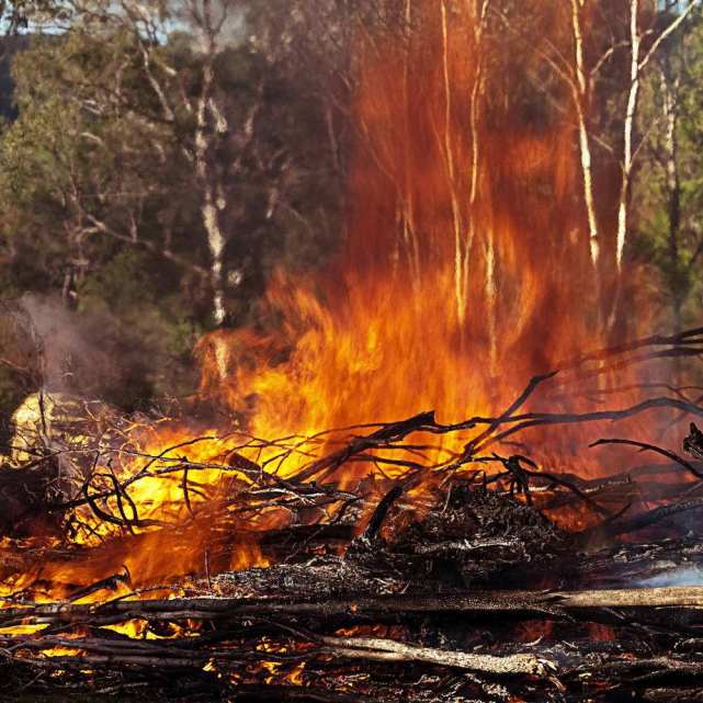 澳洲森林大火惨烈:48亿只野生动物大火中丧生,损失无法估算