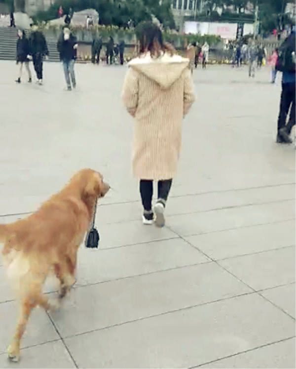 男友力max!宠物狗帮女主人拎包逛街