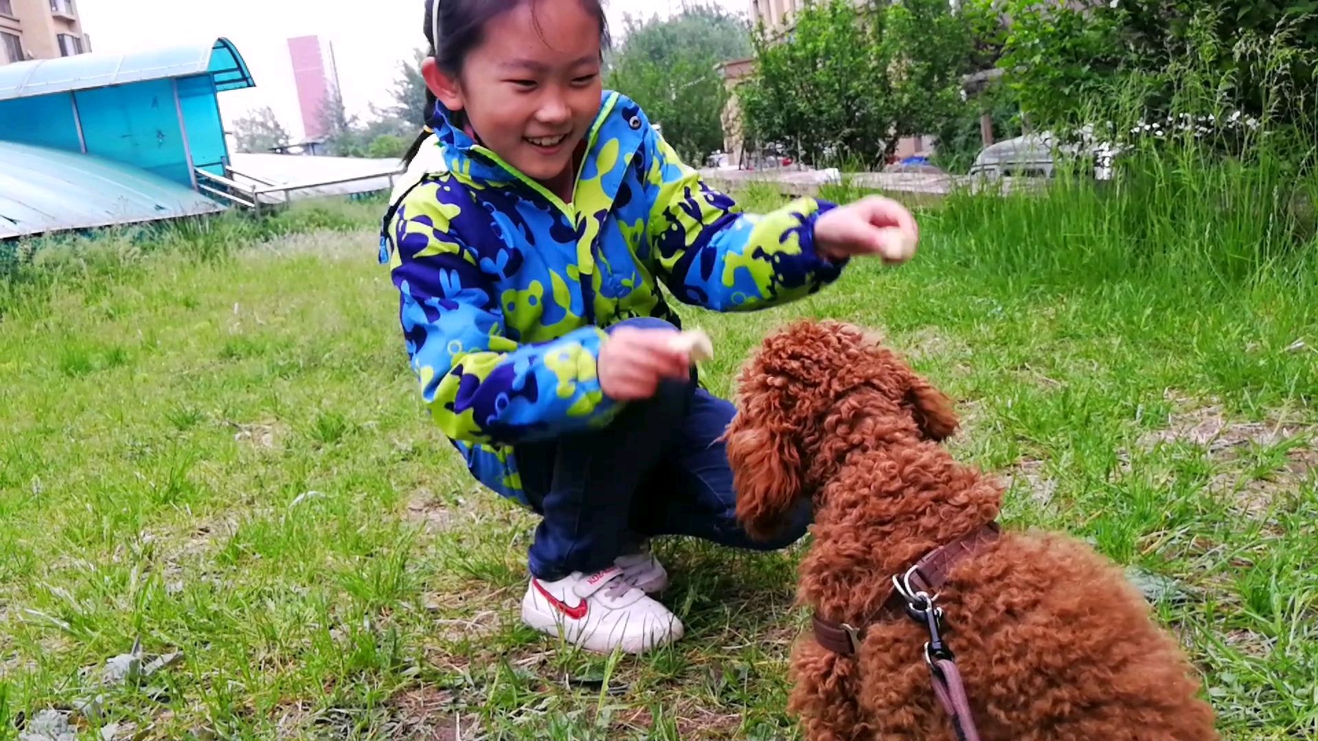 小姑娘今天带了蛋糕和绿豆糕,看看泰迪狗狗最爱吃啥?
