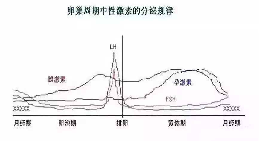 泰国雌激素图片