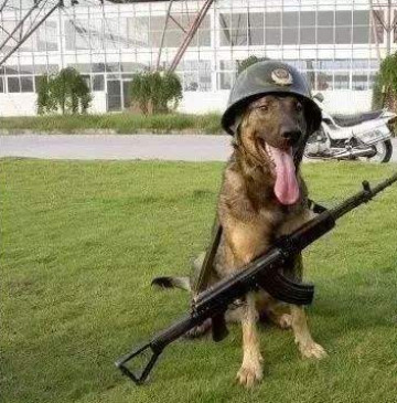 十只小军犬咬住士兵裤腿不放,奶凶表情萌死人:别动!你被俘虏了