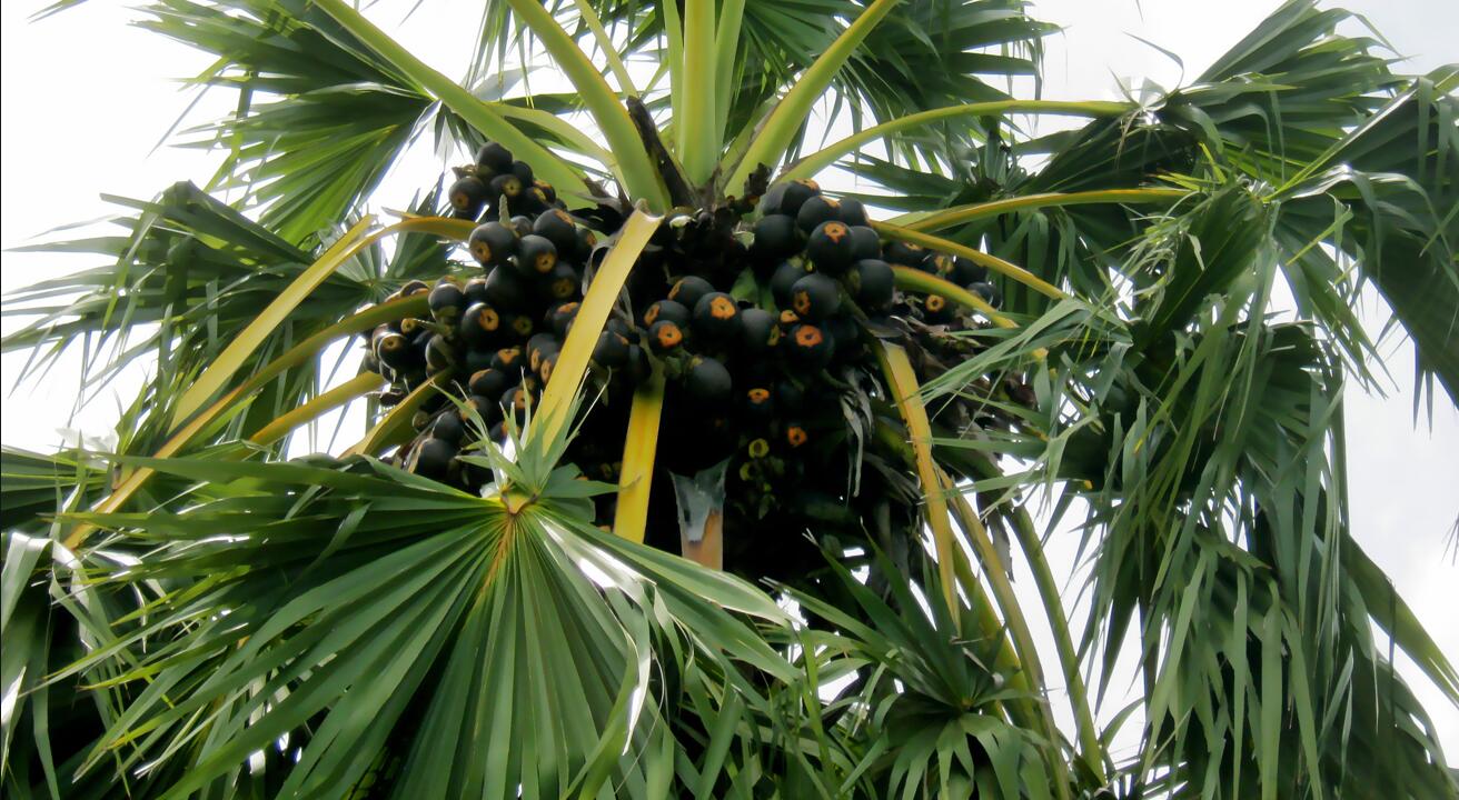 槟榔树与椰子树相似,高大直立,乔木状,高10多米,最高可达30米,其果实