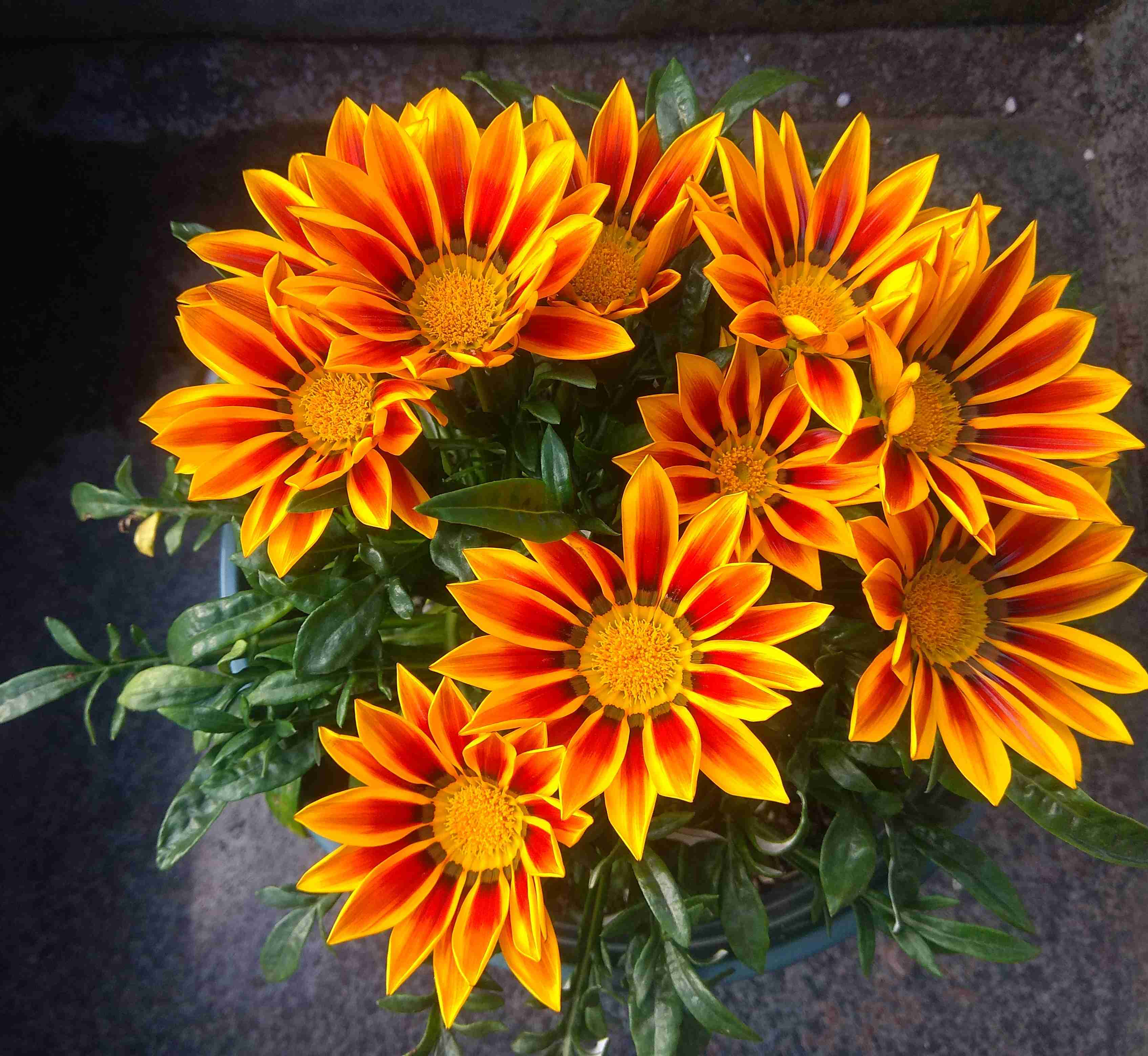 非洲太阳花,给点阳光就灿烂,全年花开,漂亮得像假花,还很好养