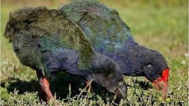 灭绝的动物再次现身,科学界也无法解释,难道地下有空洞是真的?