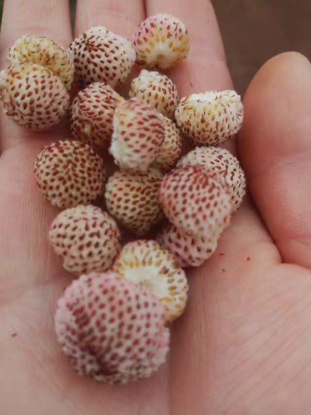 这种野山莓不是很多,但是要是遇到就是一片的长,结的果子都很密集.