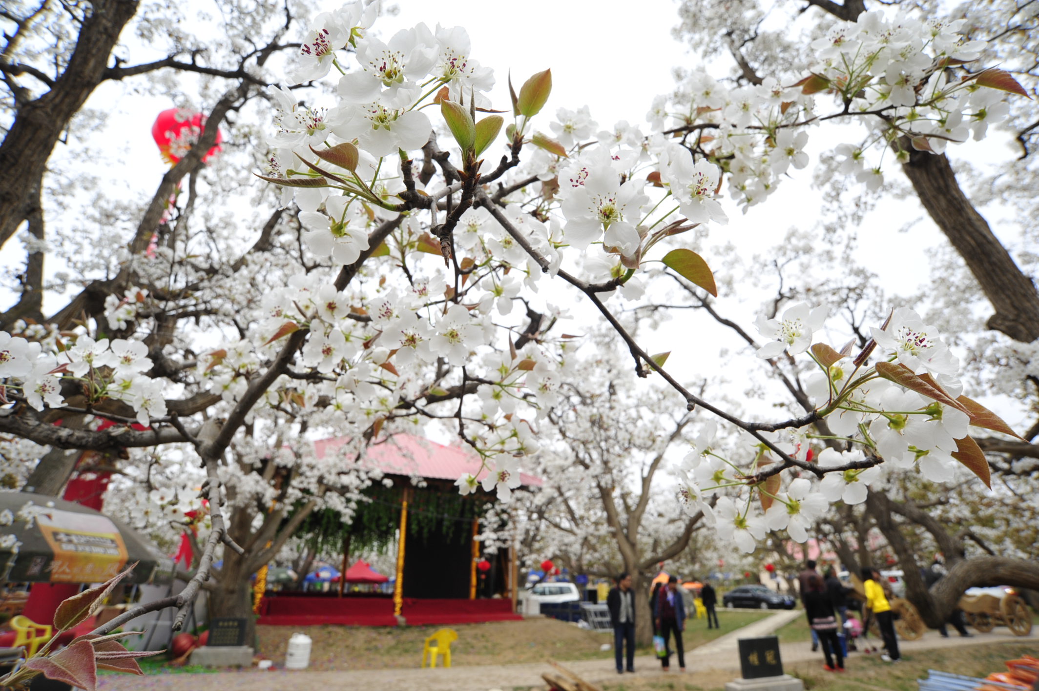 为了提高坐果率,我们还要对梨花进行授粉,梨树品种有很多,但大多数都