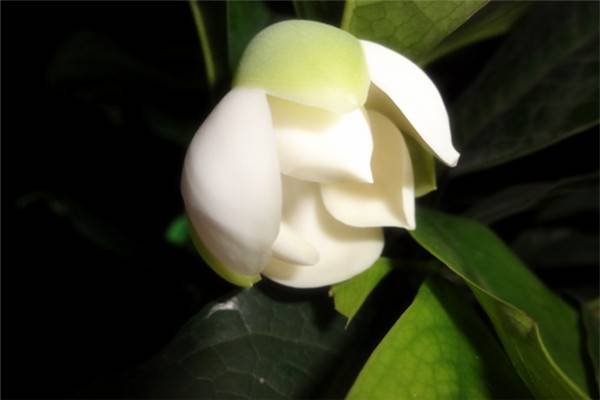 代表着合欢,有着婚姻美满的美好祝愿—夜合花