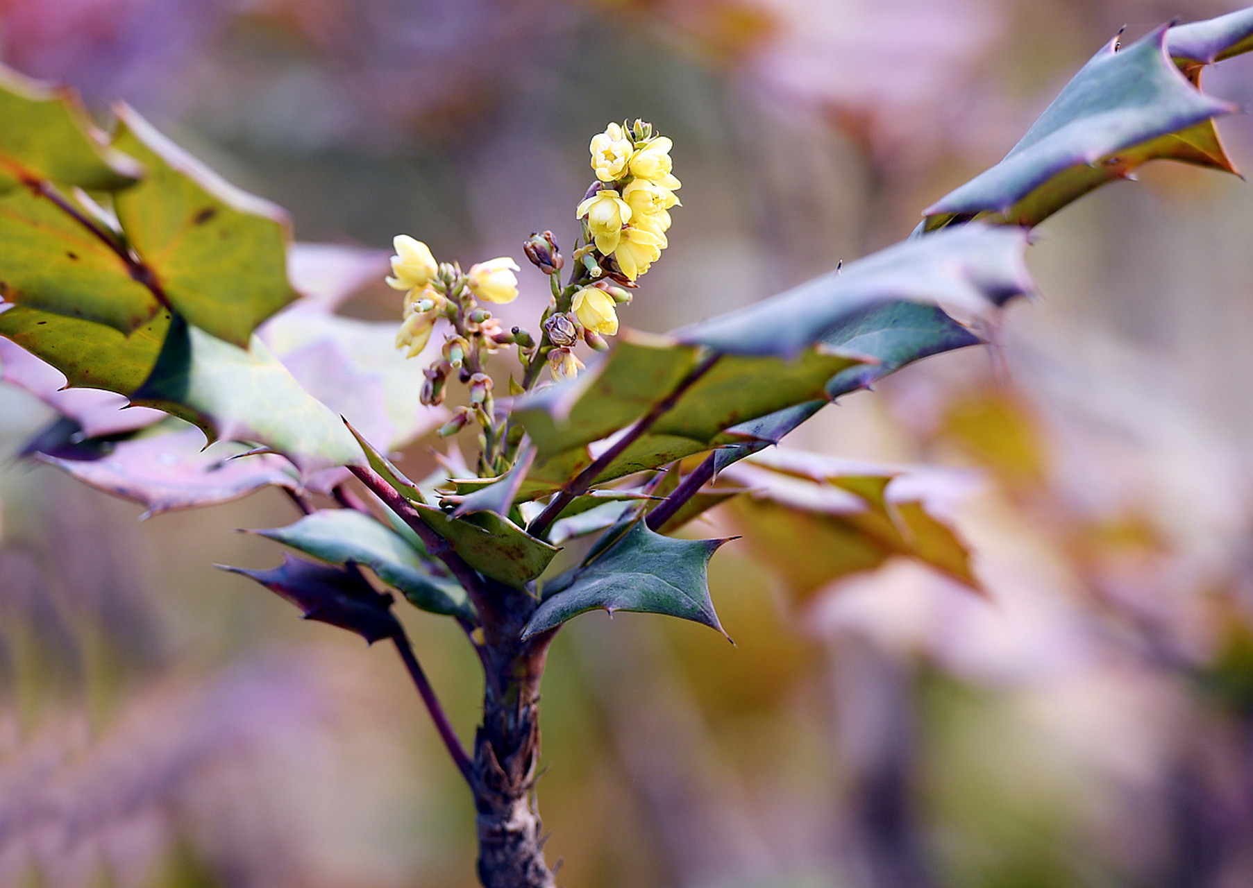 "功劳叶"又称十大功劳,是一种具有攻击性的植物,也被称为土黄连,木