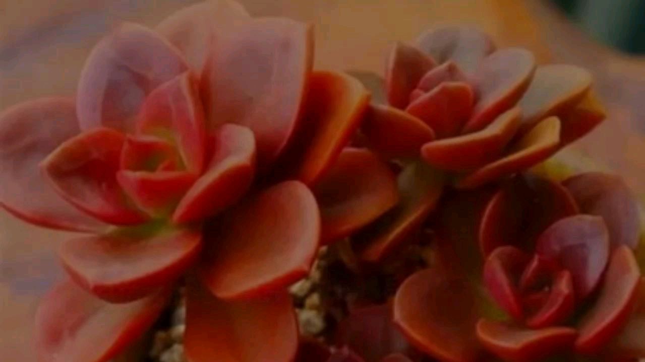 多肉植物巧克力方砖,一分钟了解它的日常养护