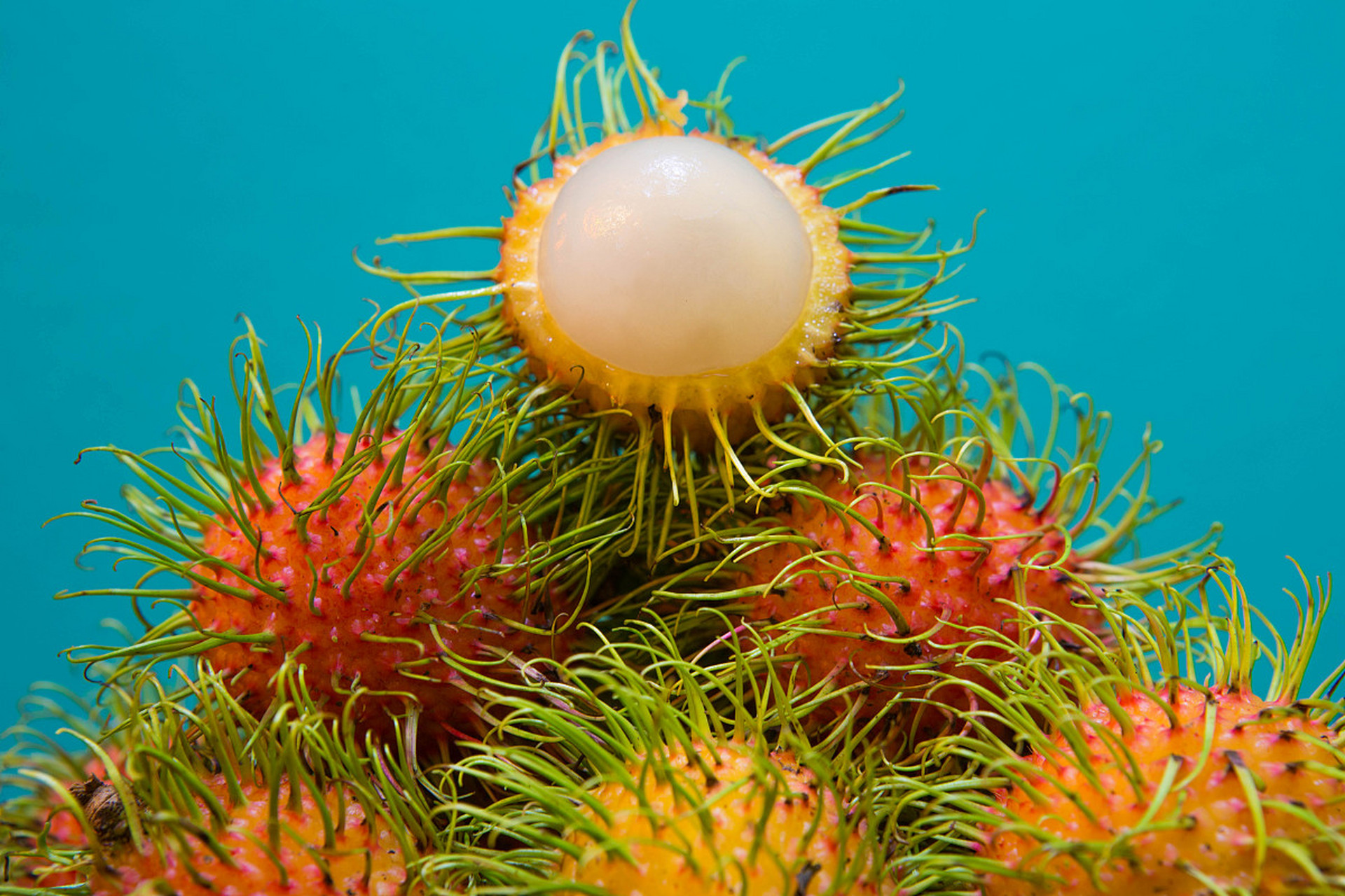 海苹果是一种特殊的棘皮动物,既不属于动物也不属于植物.