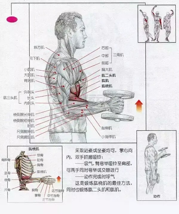 前臂功能位示意图图片