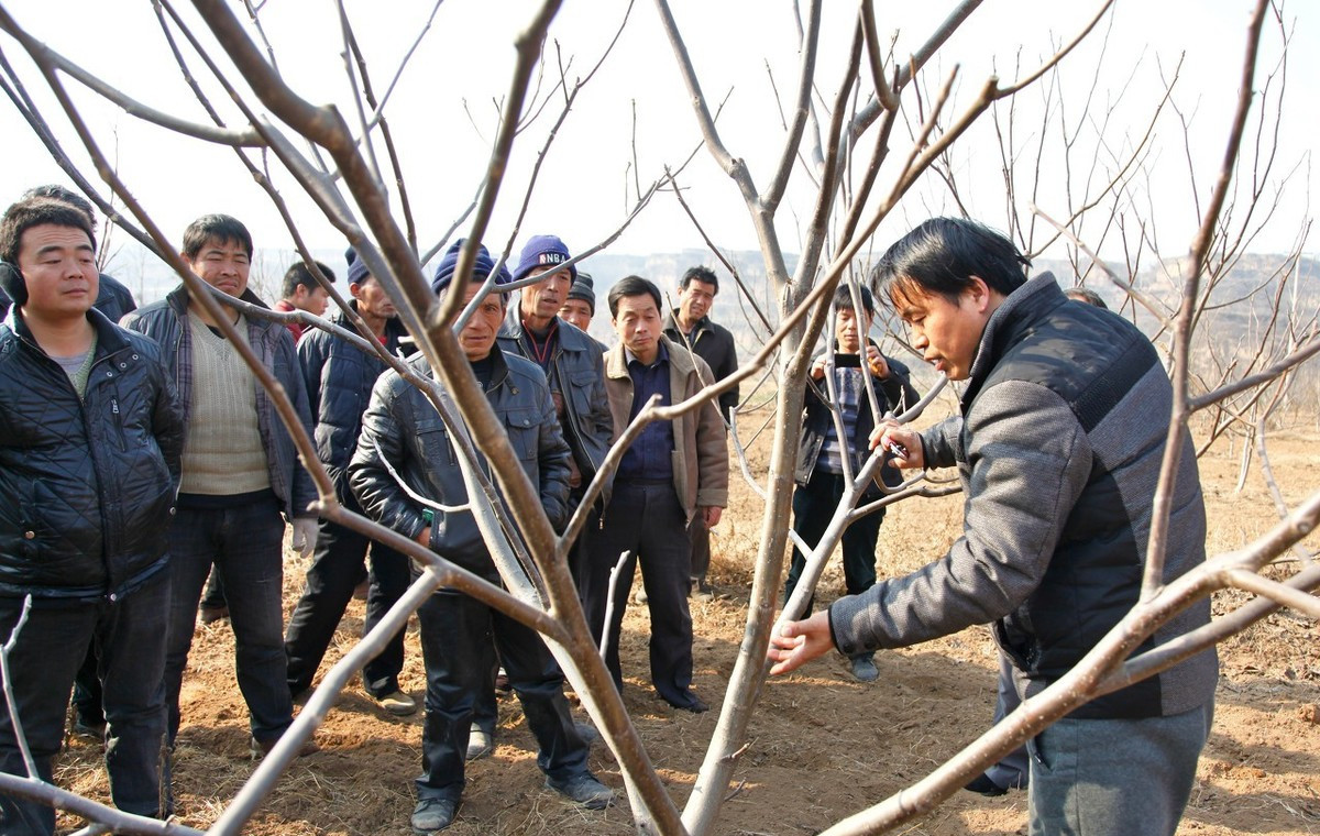 不能够在冬季进行,冬季核桃树修剪会发生伤流,严重时会导致核桃树的