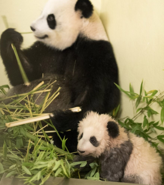小熊猫成长记!法国第1只熊猫宝宝萌翻了整个法国,真的太可爱了