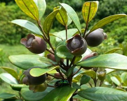 这种奇特野果,有补血安胎的功效,被村里老人称为"金娘"