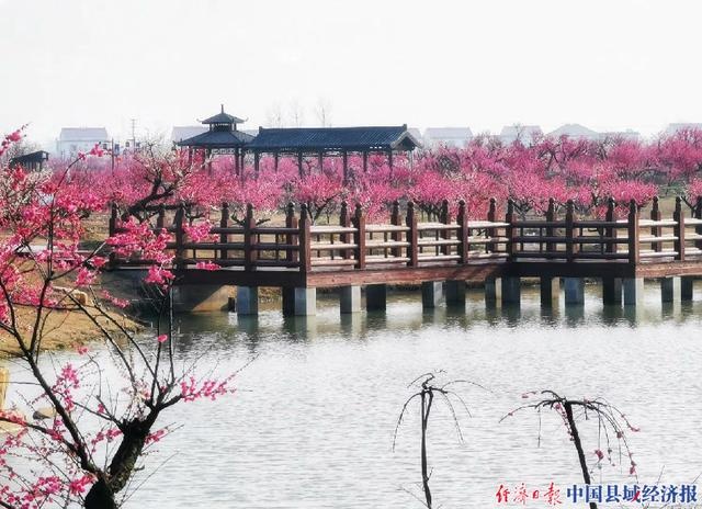 江蘇灌雲縣伊蘆山梅園花海迎客來