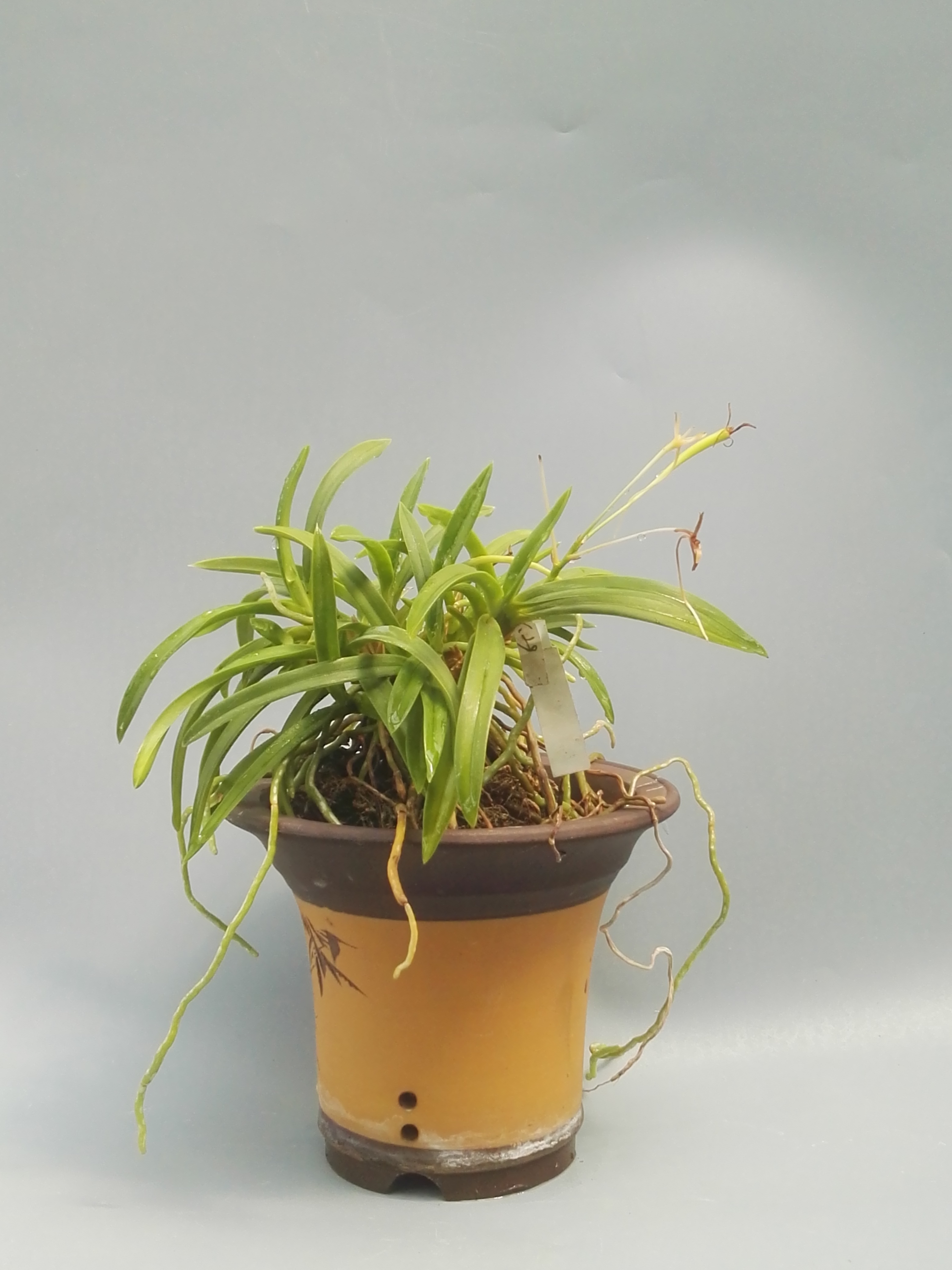 风靡亚洲的凤兰清香沁人,叶,根皆具观赏性,国内尚无真正玩儿家