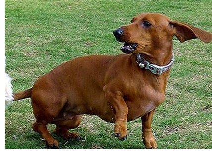 腊肠犬眼睛为微斜杏眼,颜色为暗色,表情丰富