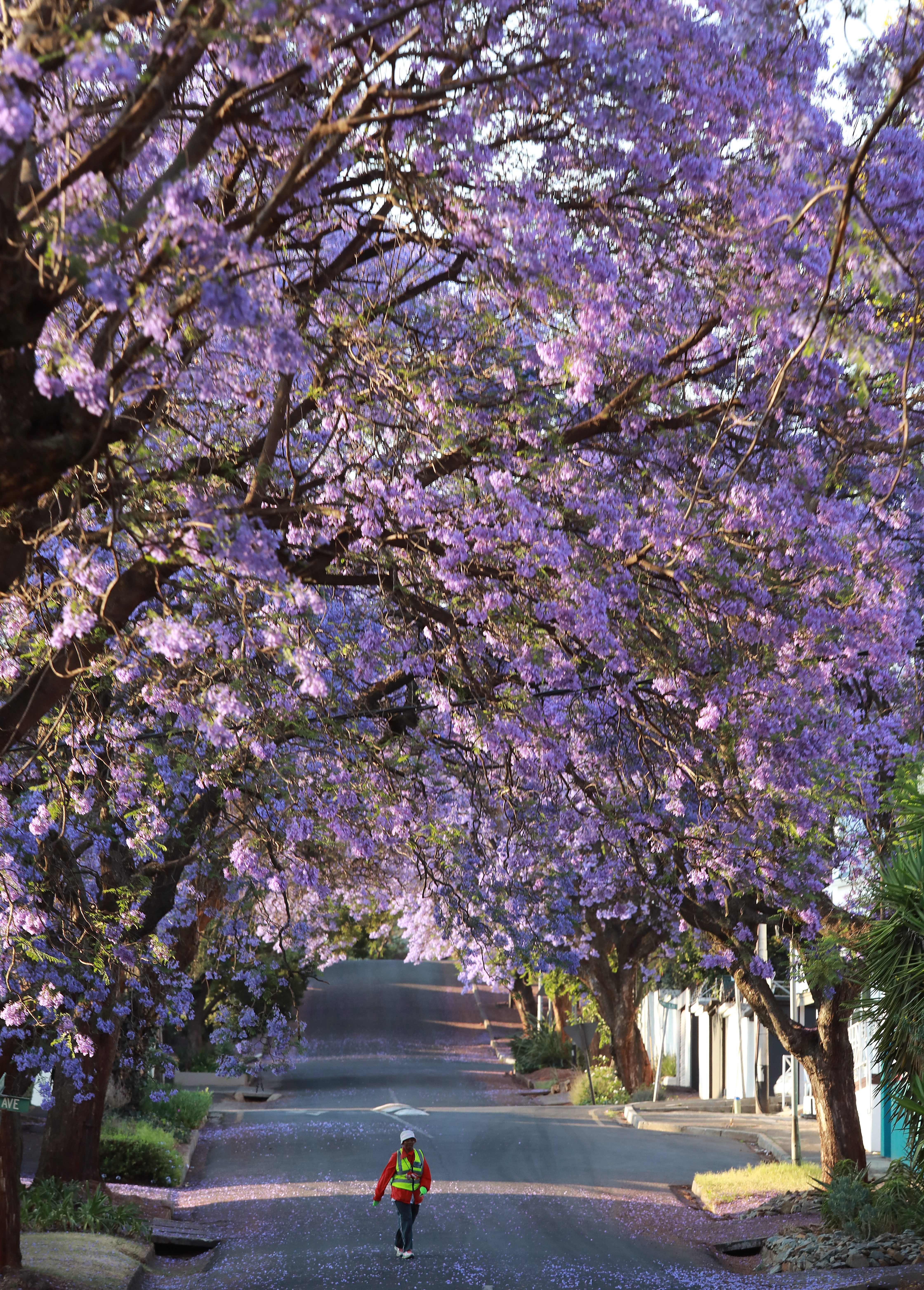 南非蓝花楹盛放