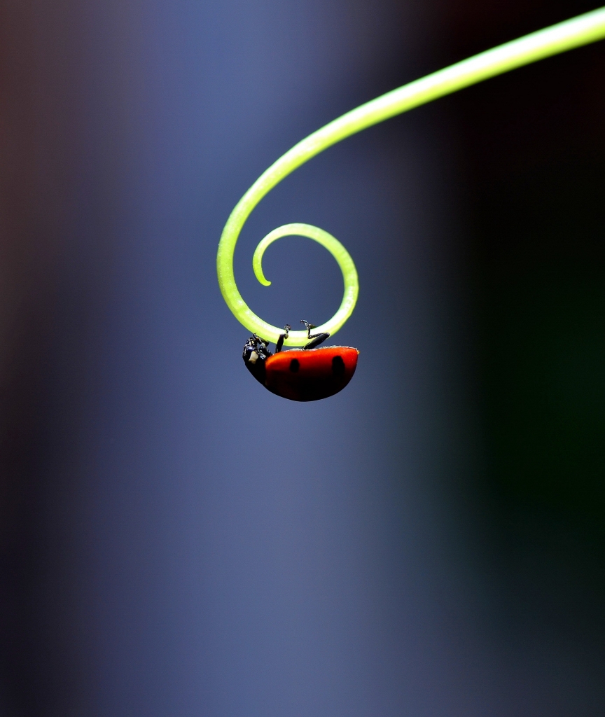 让你叹为观止的微观世界,带你领略曼妙的微观之美
