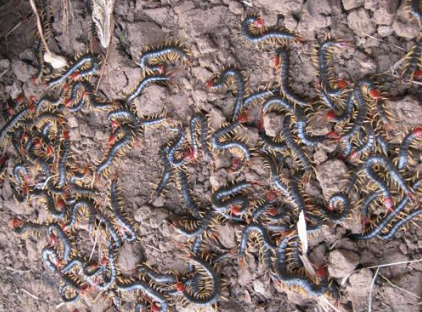 密集恐惧症的我啊,是最害怕成堆成堆的昆虫聚在一起了,如果看见了的话