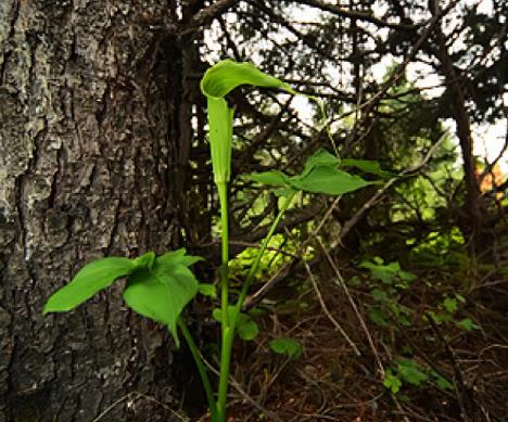 农村一野草,过去农民拿它捕猎,如今价值珍贵,遇到别破坏