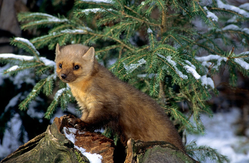美洲貂知识科普,这些不能错过,应该让更多人知道!