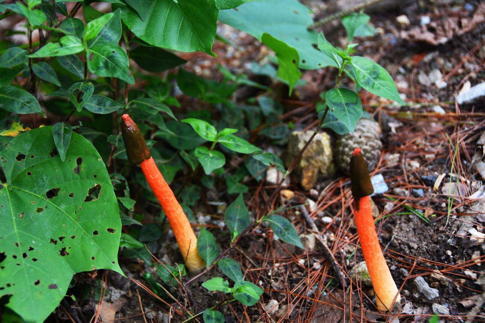 这种野味被称"鸡屎菌",味道很不好闻,却不知它挺值钱!
