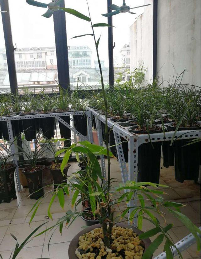 阳台养殖兰花的定位,送给所有的阳台兰花爱好者!
