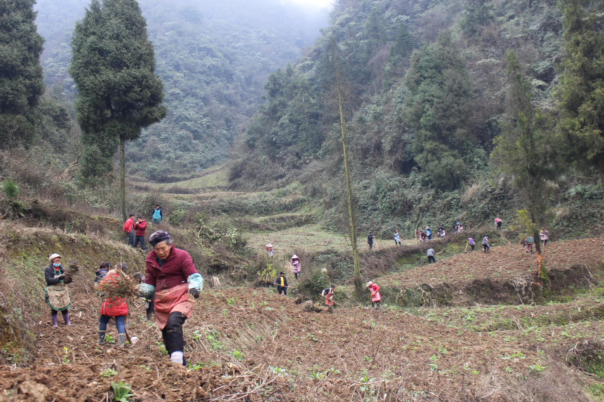 七星关区阿市乡:不负春光抢抓春耕备耕工作