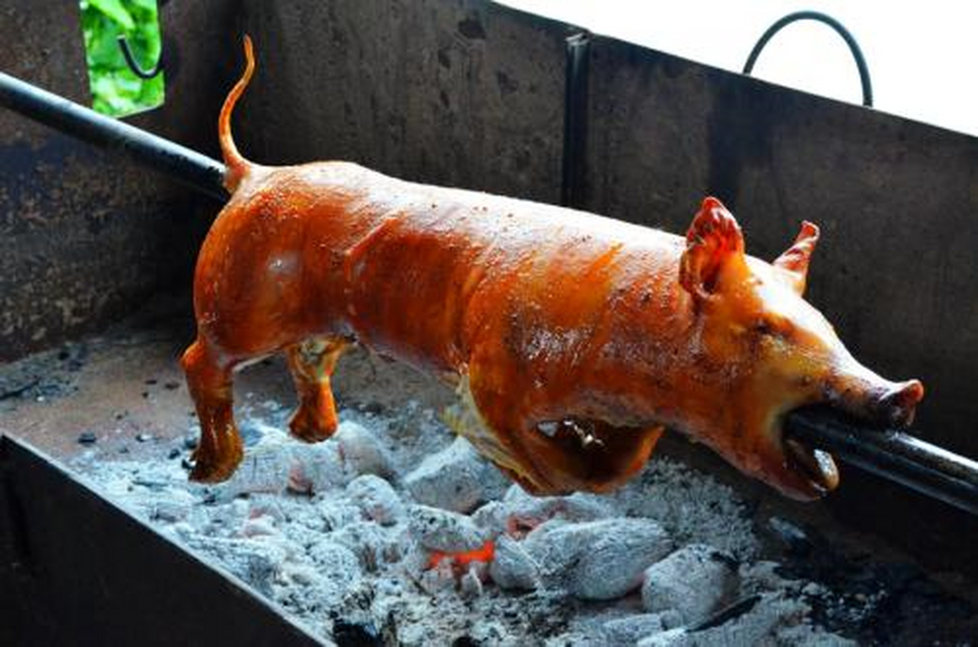 使其肉细皮嫩为上,一般选用未断奶的四公斤左右的乳猪为佳,剖腹