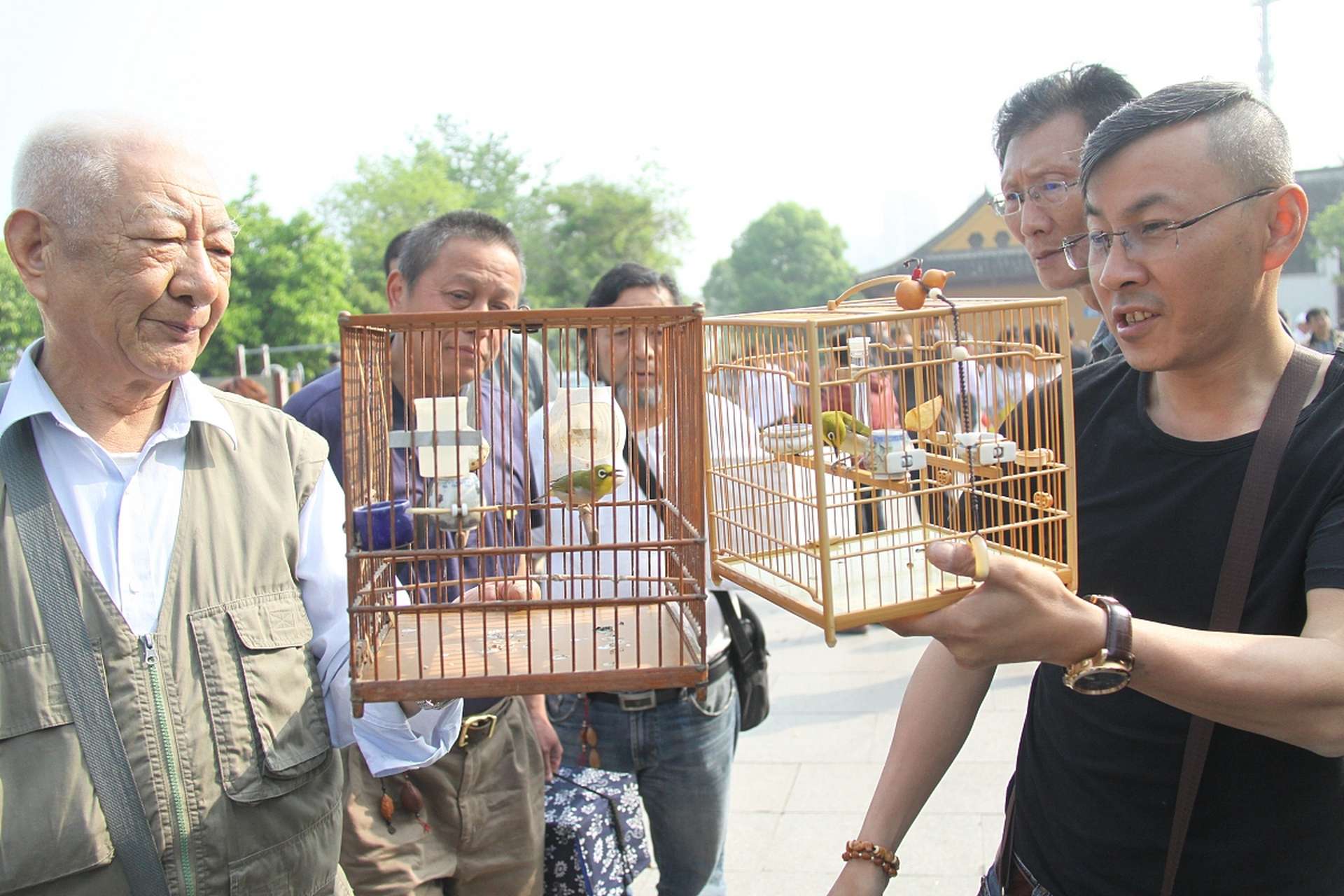 巨婴的成长 一只可爱的金丝雀,被饲养镀金的鸟笼里,快快乐乐地成长着.