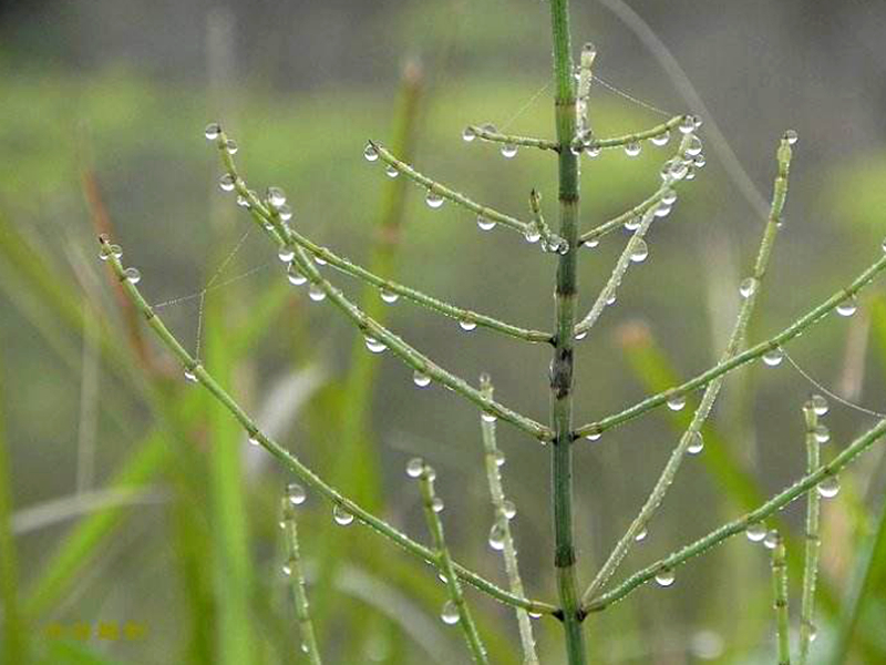 水边这种植物野草,人称"探金草",价值比较大,见到请留意一下