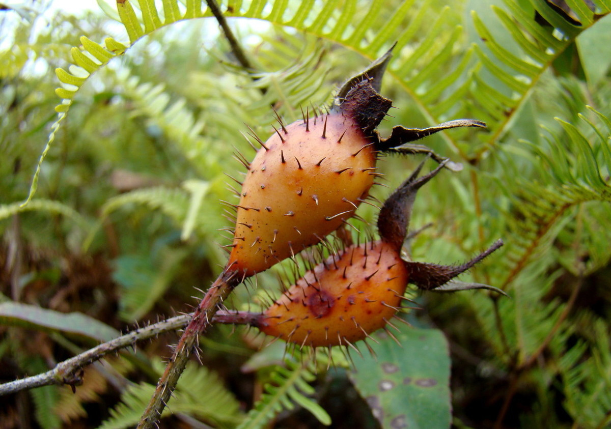 金樱子 - 热门商品专区