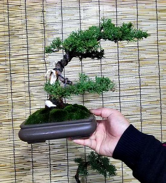 小品系鱼川真柏,这样的盆景你喜欢吗?各种微型真柏