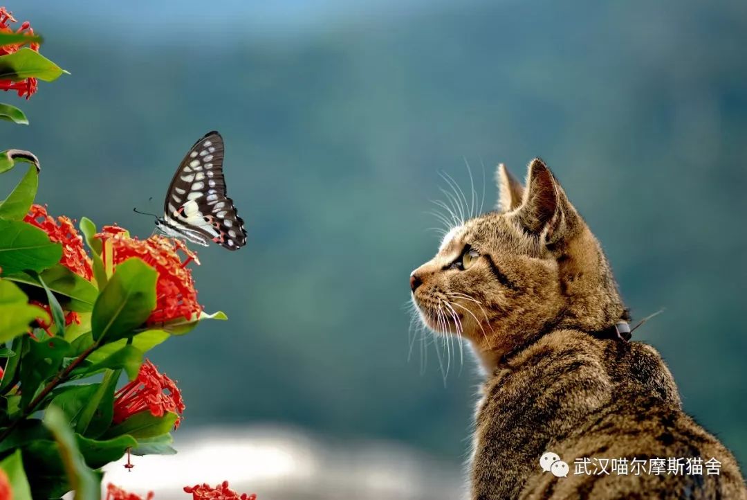 为什么猫看到小鸟飞过窗子,牙齿会发出打颤的声音?