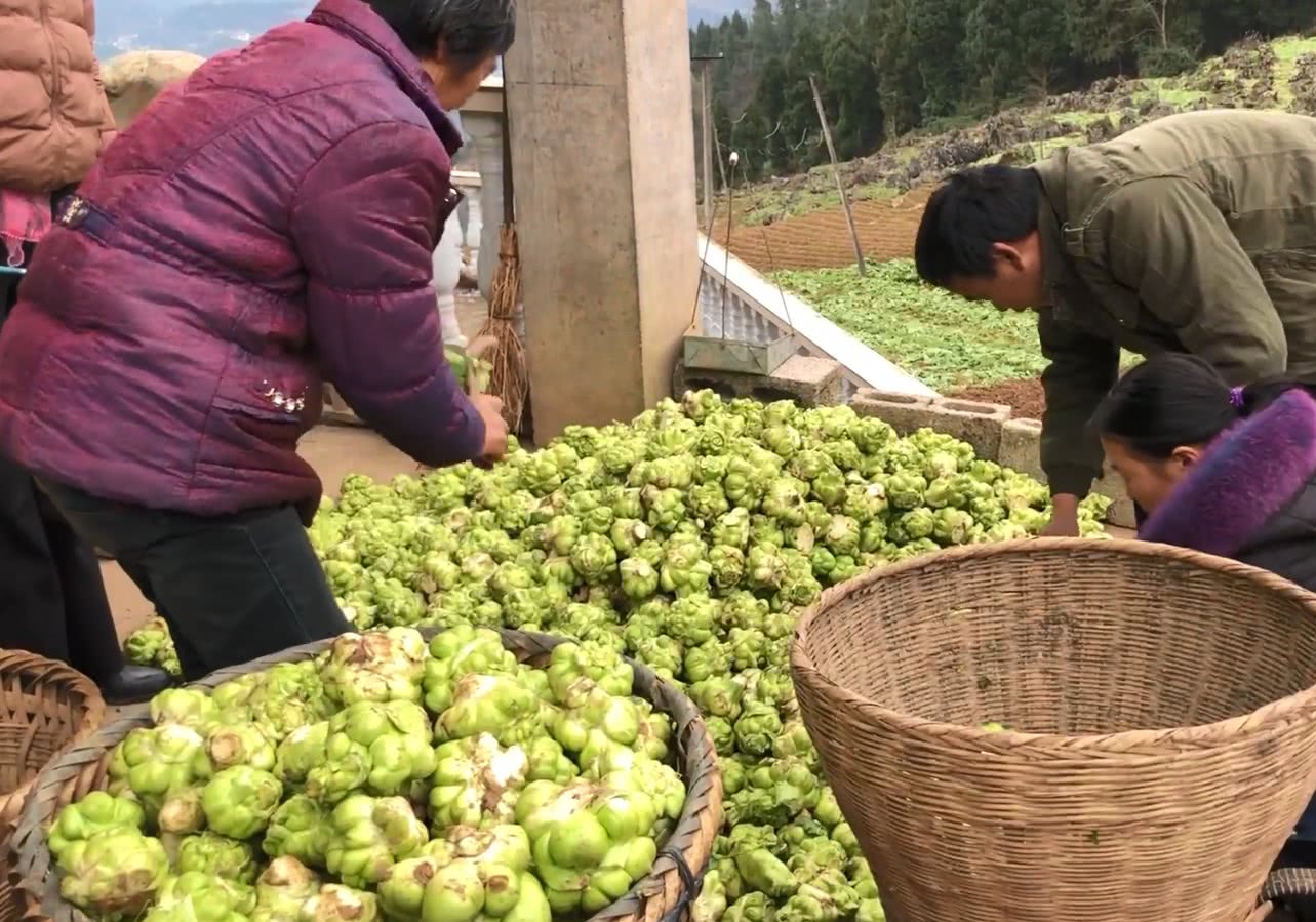 榨菜头收购图片