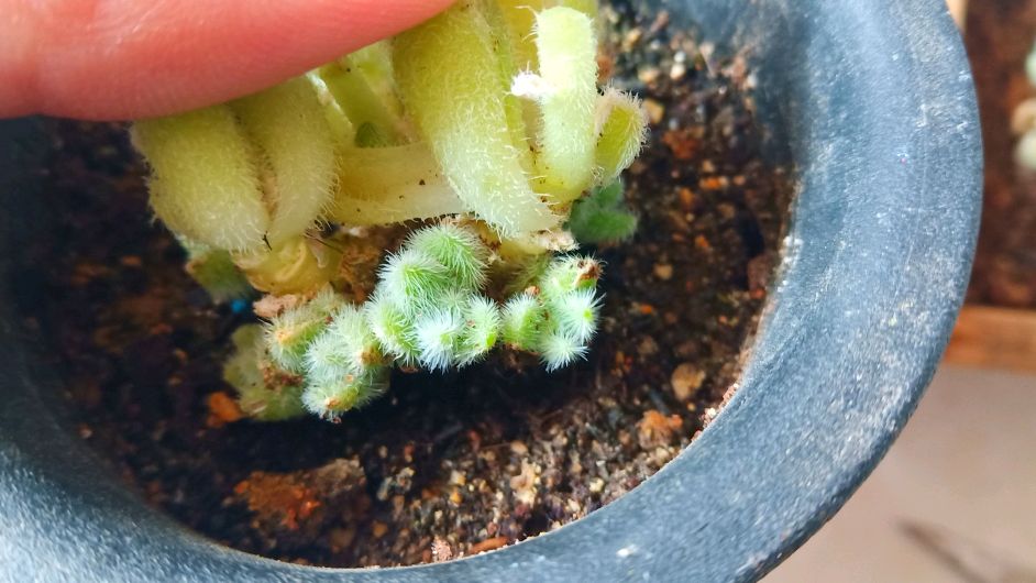 多肉信东尼开花味道太不舒服,言言剪掉花剑,露出嫩绿新芽好看了