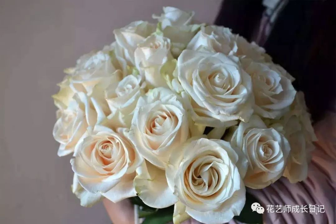 芬得拉玫瑰 | 染色玫瑰的主要花材,花色如玉,花型柔和