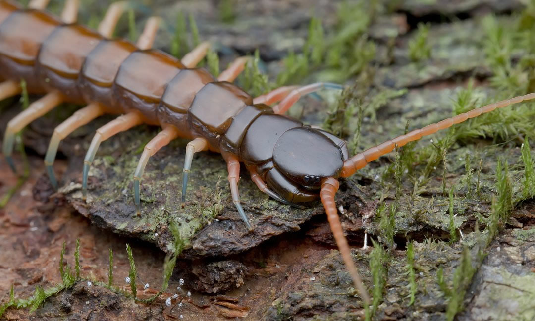 梦见蜈蚣是什么意思