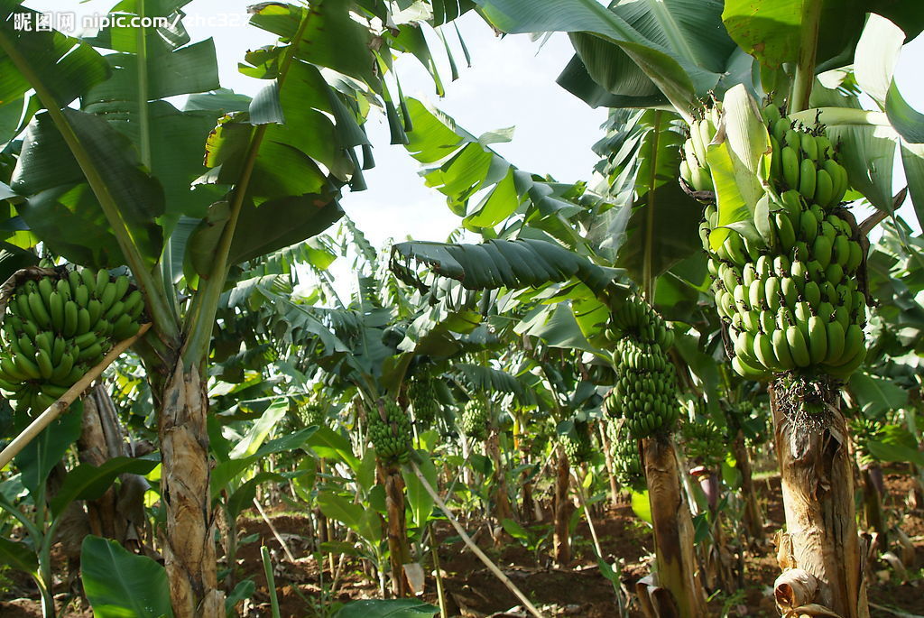 农村最脆弱的果树,风吹就倒一生只结果一次,北方人买不起!