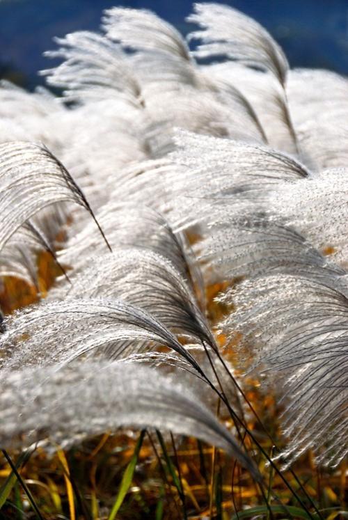 一片片白色的芦苇花