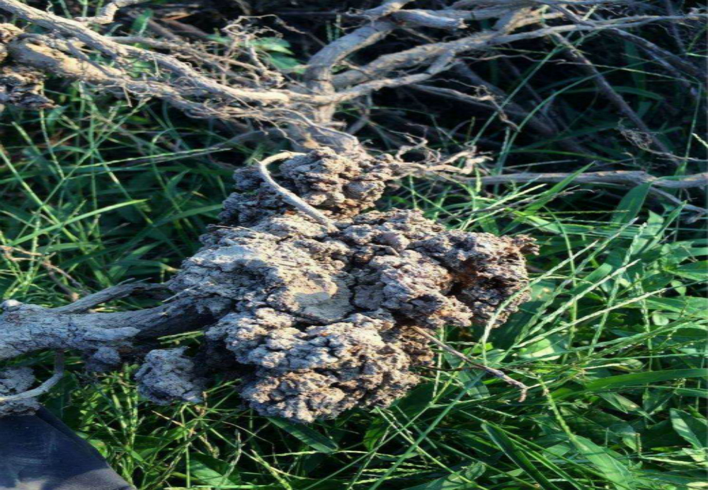 杏树根癌病危害非常大,你知道该如何进行防治吗?