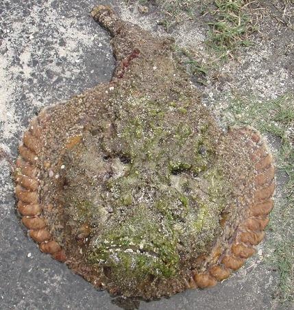 你真的了解玫瑰毒鲉吗?给大家科普一下