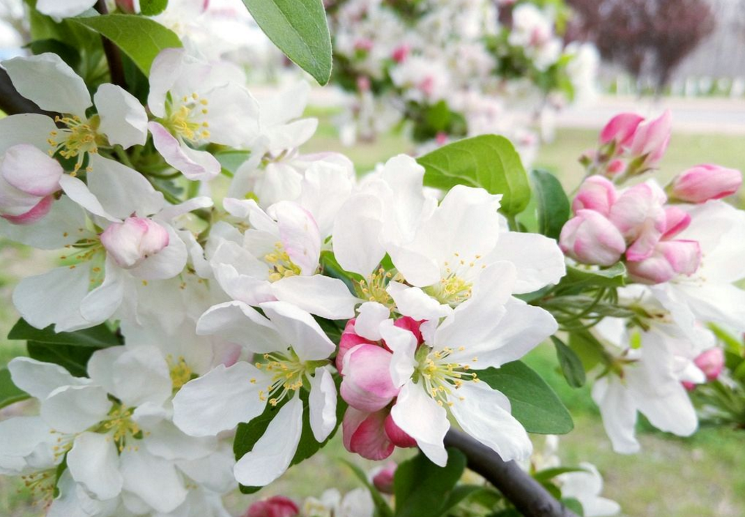 苹果树一个重要的物候期,如何在苹果树开花期做好管理