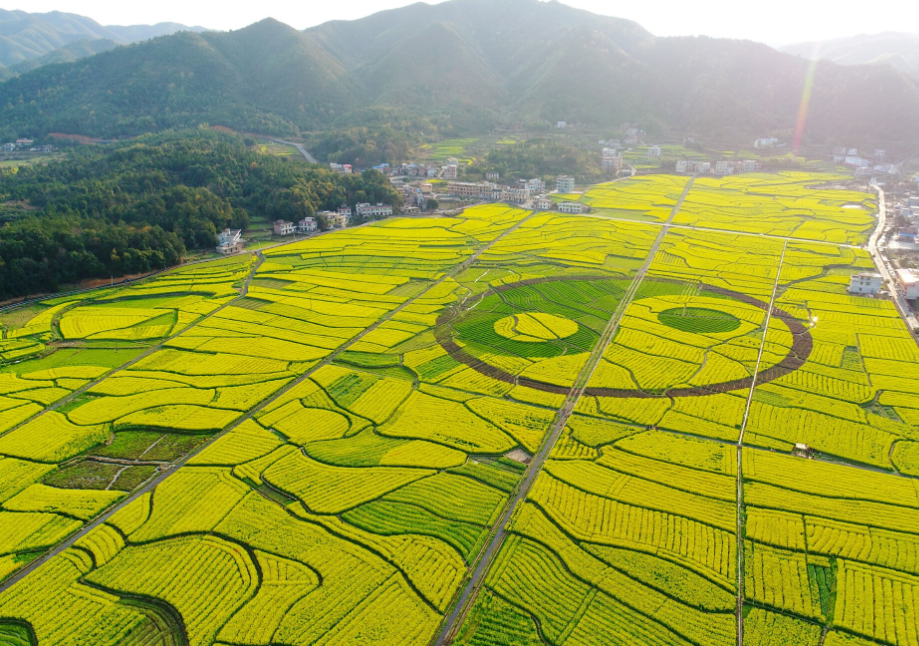 航拍衡阳油菜花地震撼"太极图,七十万亩油菜花海等你来游玩