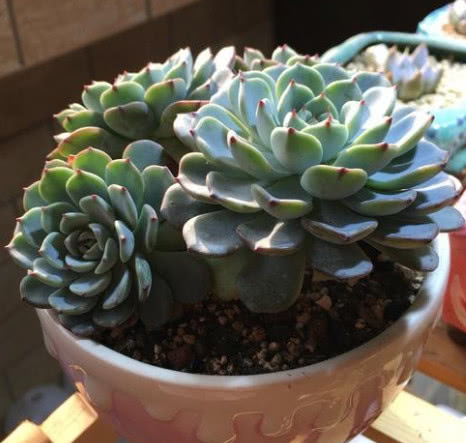 多肉白姬莲摊大饼?教你3个养护小技巧,白姬莲叶片饱满鲜艳