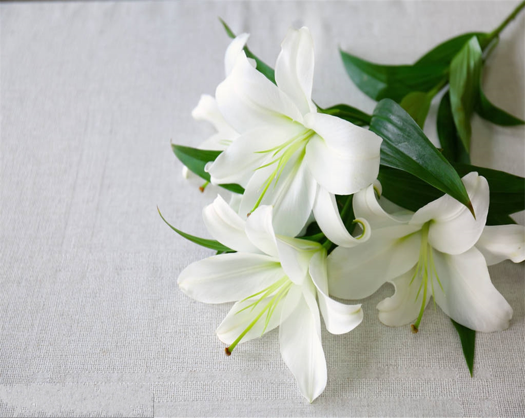 优美的百合花要如何养殖它?介绍一份养殖心得,助力您的养殖!